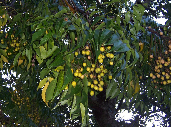 Melia_azedarach_fruits (700x518, 168Kb)