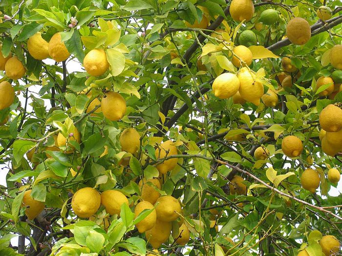 lemon_tree_fruit (700x525, 111Kb)