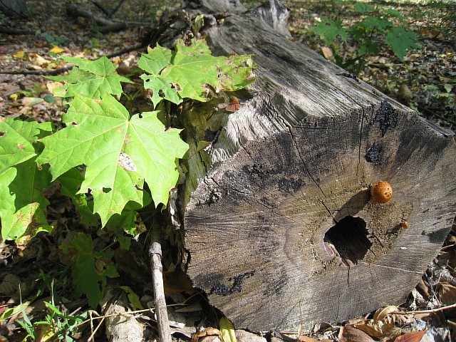  159 (640x480, 153Kb)