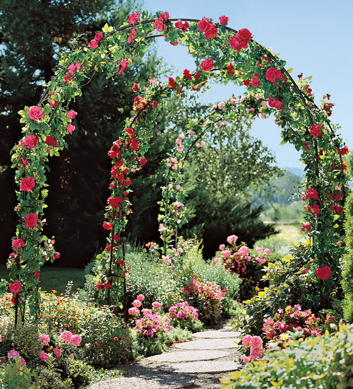 roses-in-garden-archway4 (500x550, 168Kb)