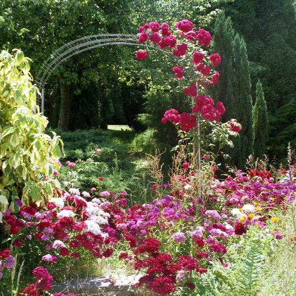 roses-in-garden-archway6 (600x600, 205Kb)