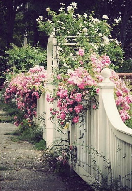 roses-in-garden-fence1 (450x650, 140Kb)