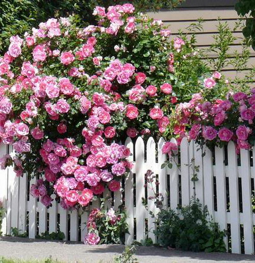 roses-in-garden-fence3 (500x515, 130Kb)