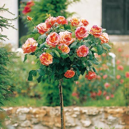 roses-in-garden-inspiration3-3 (450x450, 51Kb)