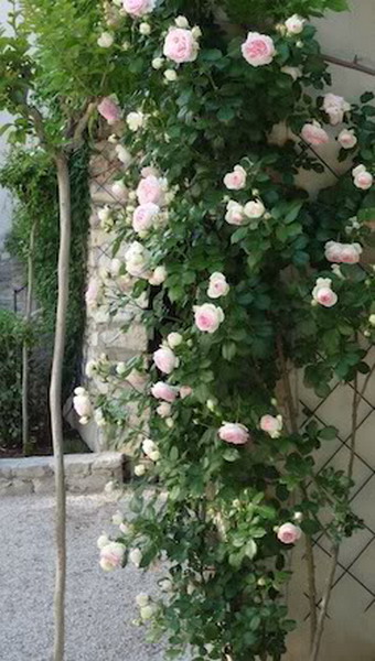 roses-in-garden-inspiration4-3 (340x600, 79Kb)