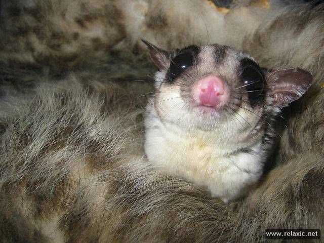 Possum_001 (640x480, 66Kb)