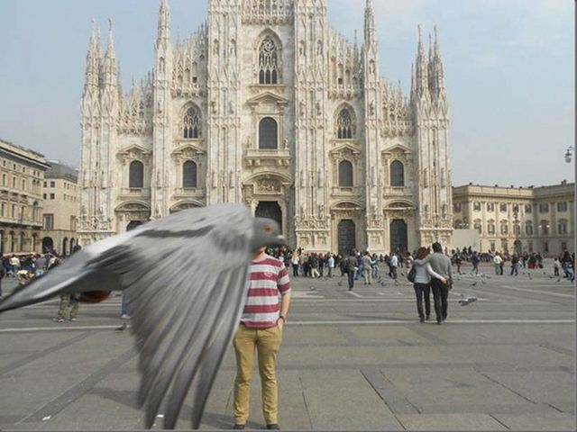 1337022580_greatest_animal_photobombers_of_all_time_18 (640x480, 205Kb)