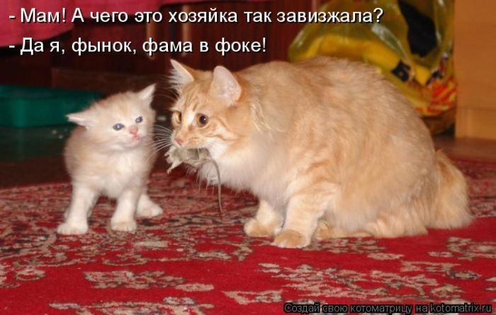 Смешные коты, кошки и котята. Обсуждение на LiveInternet - Российский  Сервис Онлайн-Дневников