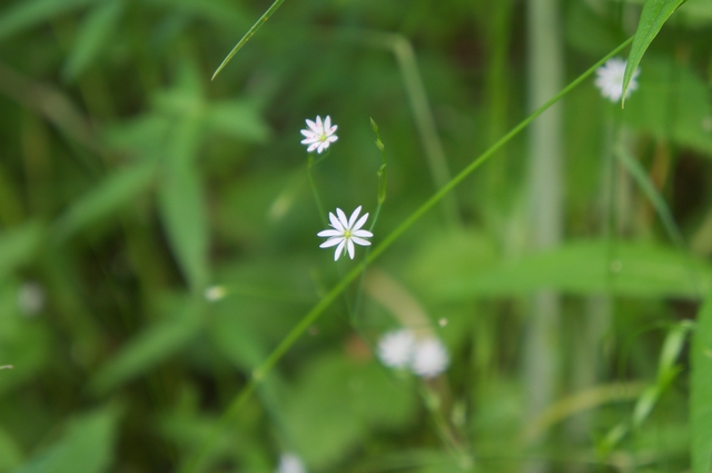 DSC00909 (640x425, 218Kb)