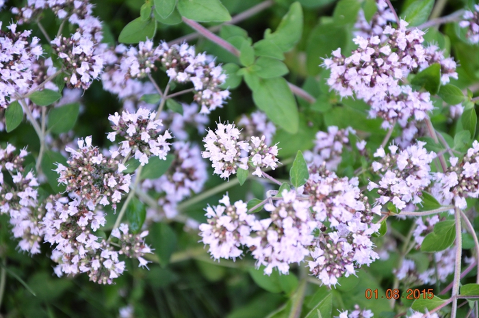 3587765_DSC_4855 (700x465, 293Kb)