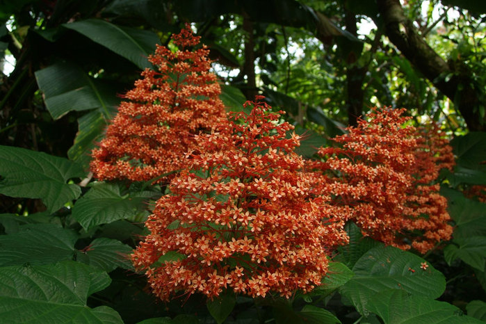 Clerodendrum-paniculatum-Pagoda-Plant (700x466, 122Kb)