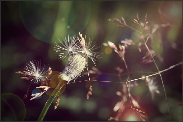 IMG_6003-25 (700x466, 54Kb)