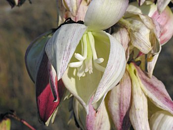 Yucca gloriosa 2 (350x263, 93Kb)