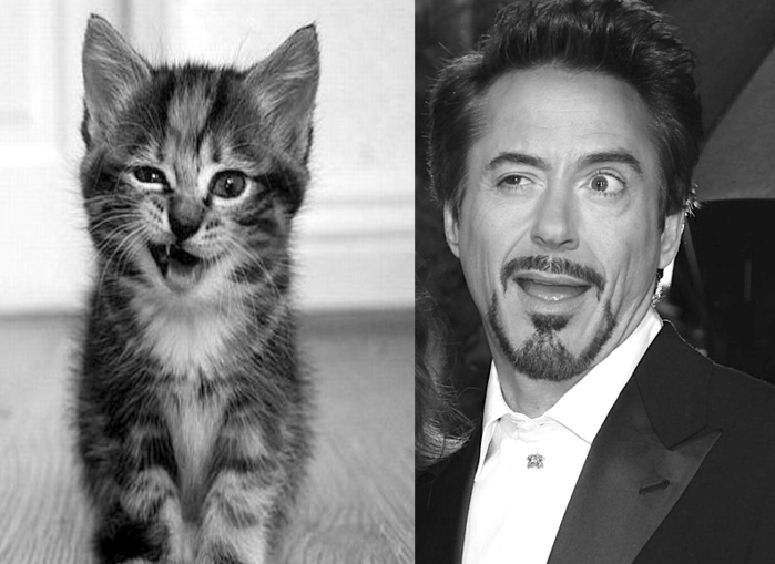 1494878_RDowneyJ_cat (700x509, 326Kb)