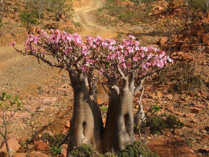 --Adansonia-gregory-------- (700x525, 107Kb)