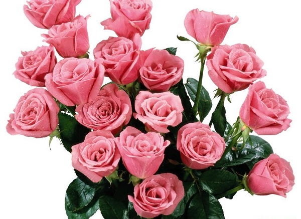 3271256_460316__wonderfulroses_p (600x437, 105Kb)