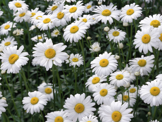 ????????? ???????_Chamomile-plant (670x503, 99Kb)