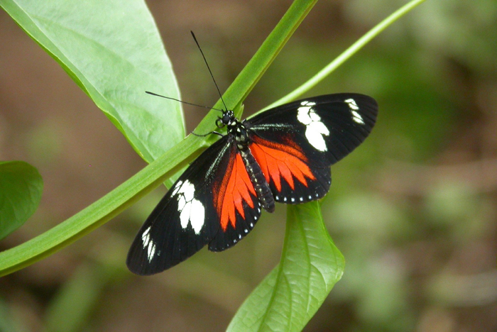 Бабочка на букву п. Бабочка Дорис геликонида. Красивые бабочки и их названия. Геликония фортепиано бабочка.