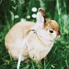 1438710806_84182908_large_tumblr_m02eh0vi3b1r7hpm2o1_500 (100x100, 39Kb)