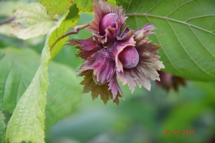 3587765_DSC_4904 (700x465, 215Kb)