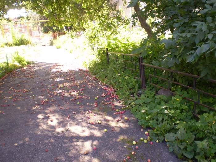 P6020327 (700x525, 137Kb)