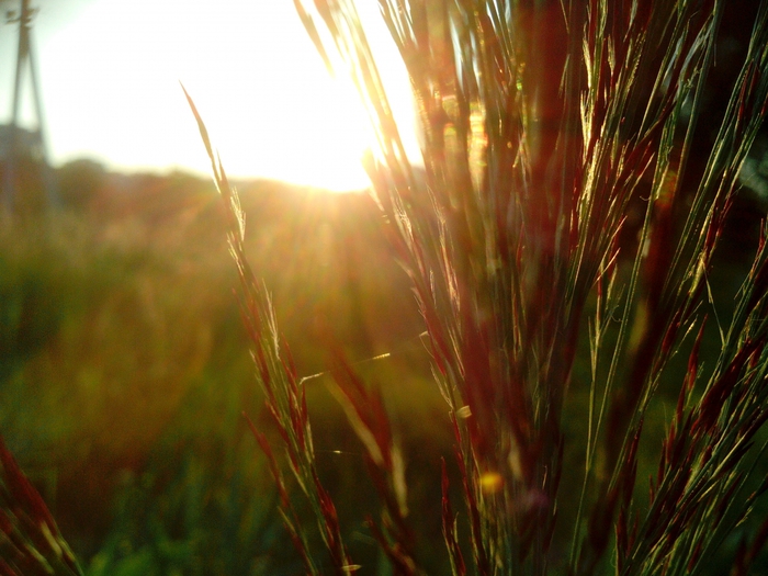 4052195_IMG_20150806_065824 (700x525, 267Kb)