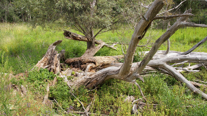 DSC04457_edited-1 (700x393, 220Kb)