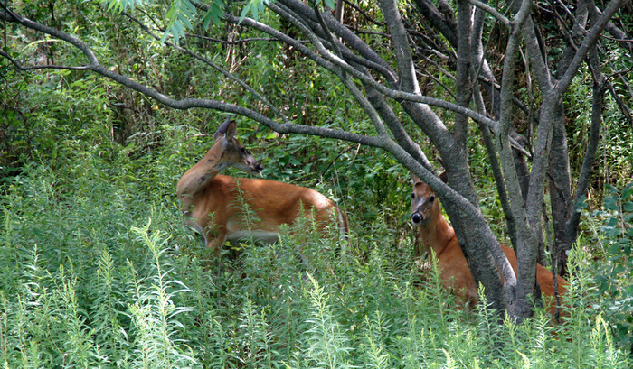 DSC04467_edited-1 (700x409, 231Kb)
