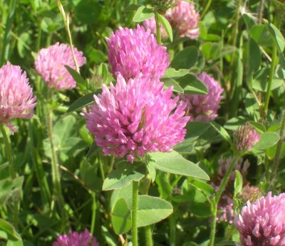 redclover1 (400x346, 38Kb)