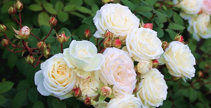 4920201_Nature___Flowers_Beautiful_flowers_shrub_roses_in_the_park_067033_973x500 (700x360, 194Kb)