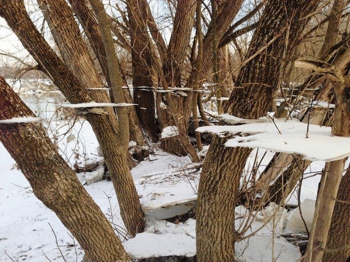 original_ice-and-snow-on-tree-after-flood-trippy-effect (700x525, 180Kb)