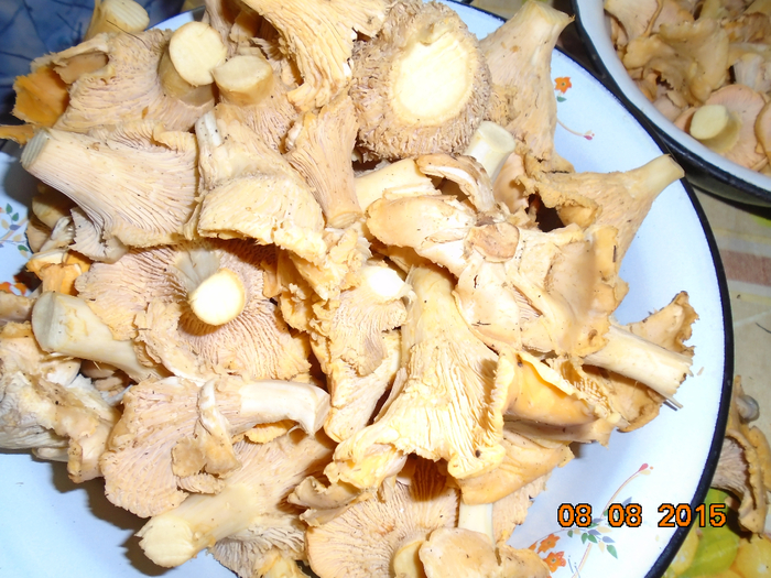 лисички на сушку (700x525, 512Kb)