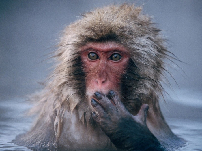 Macaque-Wallpaper-HD-800x600 (700x525, 316Kb)