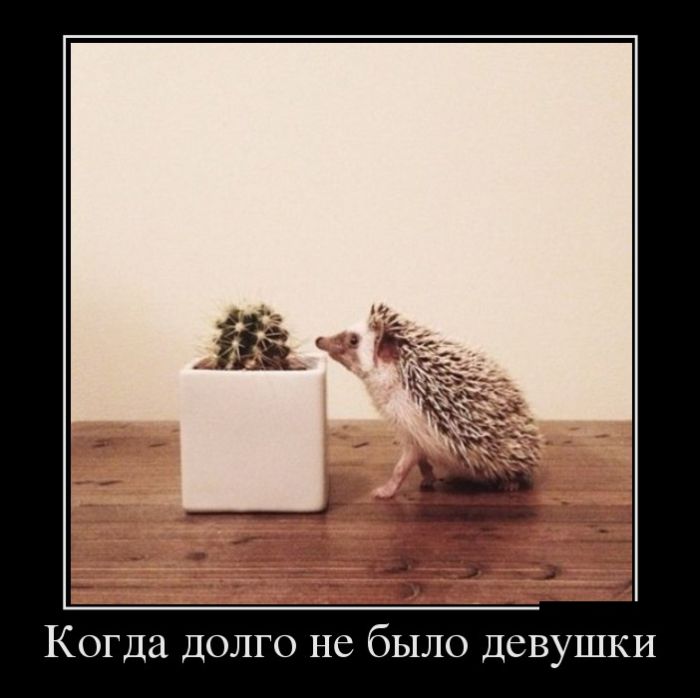 https://img0.liveinternet.ru/images/attach/c/6/124/380/124380406_0_101280_5955a813_orig.jpg