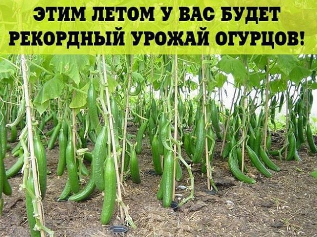 ук (640x480, 261Kb)