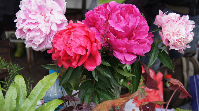 DSC02625 (700x392, 405Kb)