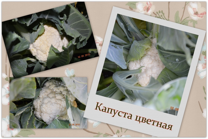 3587765_Kapysta_cvetnaya (700x470, 227Kb)
