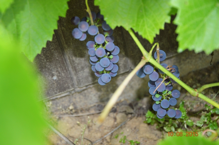 3587765_DSC_4969 (700x465, 218Kb)