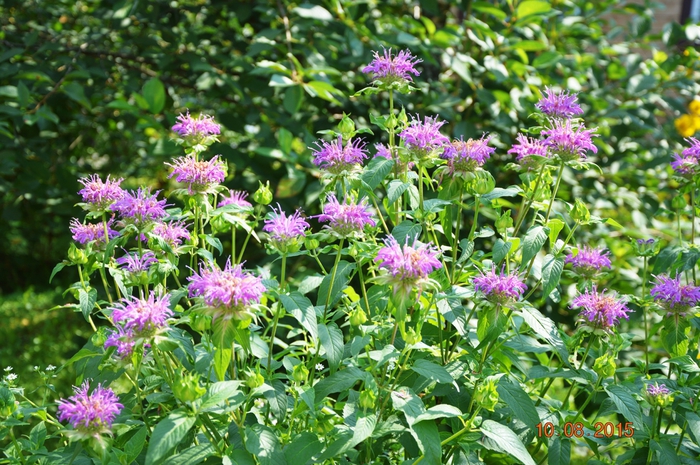 3587765_DSC_4950 (700x465, 353Kb)