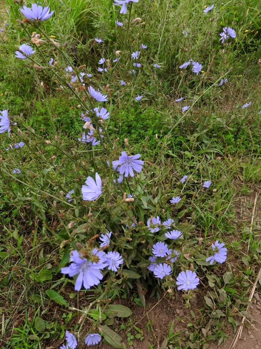 5559494_DSCN0983 (525x700, 402Kb)