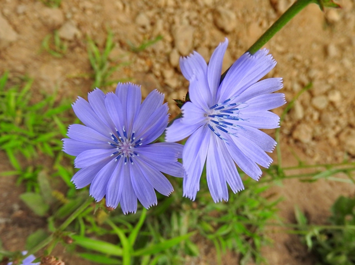 5559494_DSCN0978 (700x523, 256Kb)