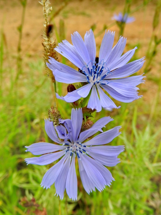 5559494_DSCN1021 (525x700, 257Kb)