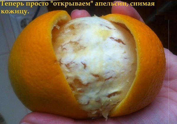 Как порезать апельсин на дольки. Смотреть фото Как порезать апельсин на дольки. Смотреть картинку Как порезать апельсин на дольки. Картинка про Как порезать апельсин на дольки. Фото Как порезать апельсин на дольки