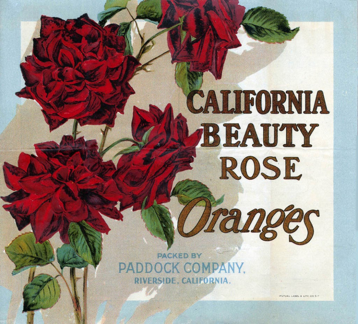 California Beauty Rose Oranges (700x633, 575Kb)
