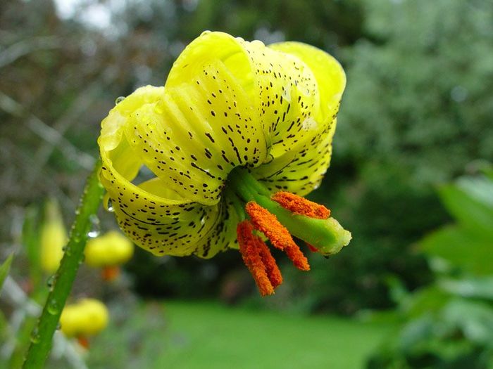 Flower now. Lilium pyrenaicum. Пиренейская Lilium pyrenaicum.. Редкие растения новой Зеландии. Растения в новой Зеландии с названиями.