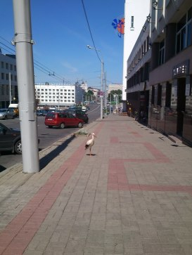 image 20ЦЕНТ В