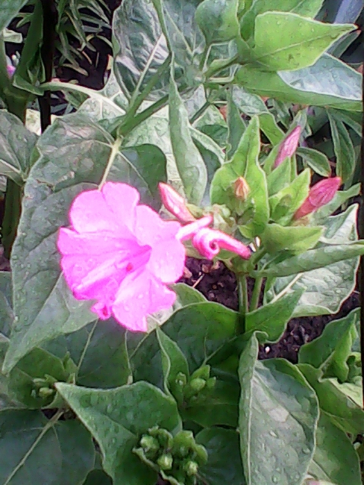5680772_IMG_20150729_052702499 (525x700, 306Kb)