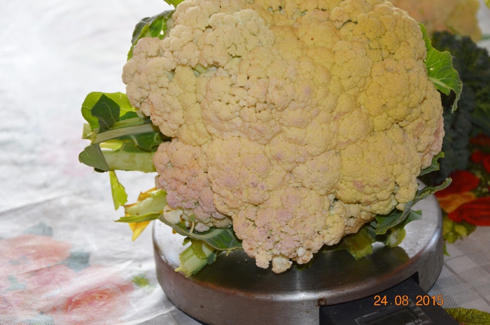 3587765_DSC_5123 (700x465, 246Kb)