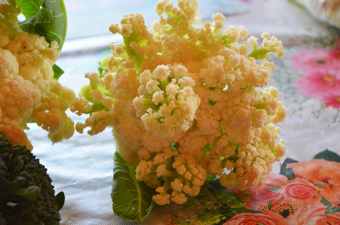 3587765_DSC_5164 (700x465, 265Kb)