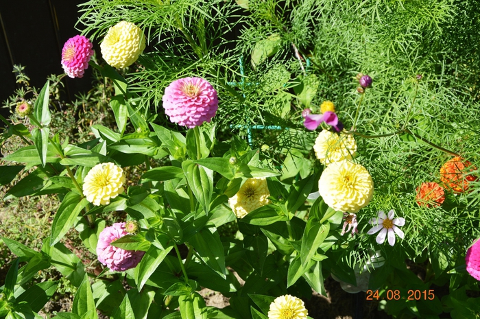 3587765_DSC_5145 (700x465, 364Kb)